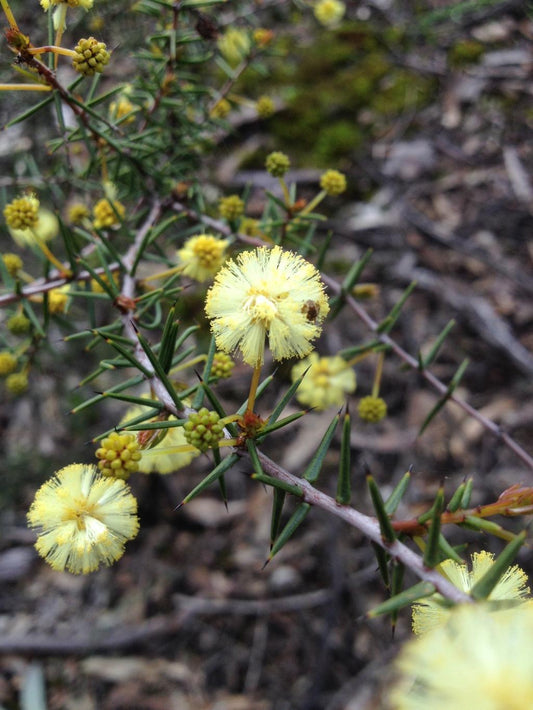 Acacia Ulicifolia (Prickly Moses)