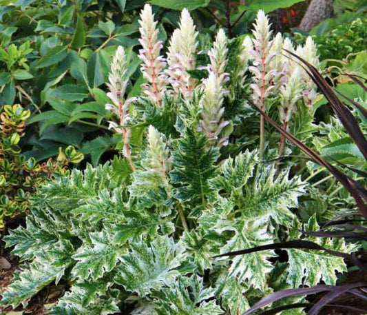 Acanthus mollis ‘Whitewater’ (Variegated Bear’s Breeches)