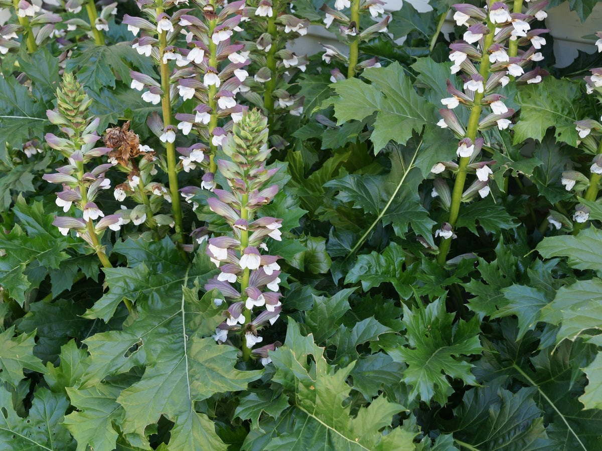 Acanthus Mollis (Bear's Breeches / Oyster Plant)