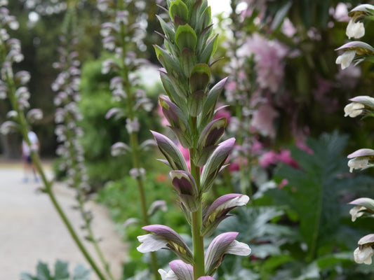 Acanthus Mollis (Bear's Breeches / Oyster Plant)