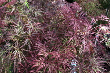 Acer Palmatum Dissectum ‘Brocade’ (Brocade Japanese Maple)