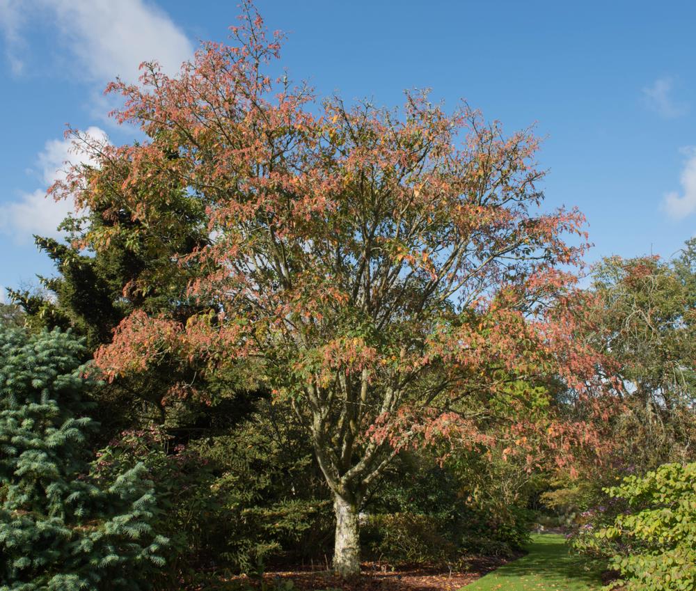 Acer Davidii (Snake Bark Maple)