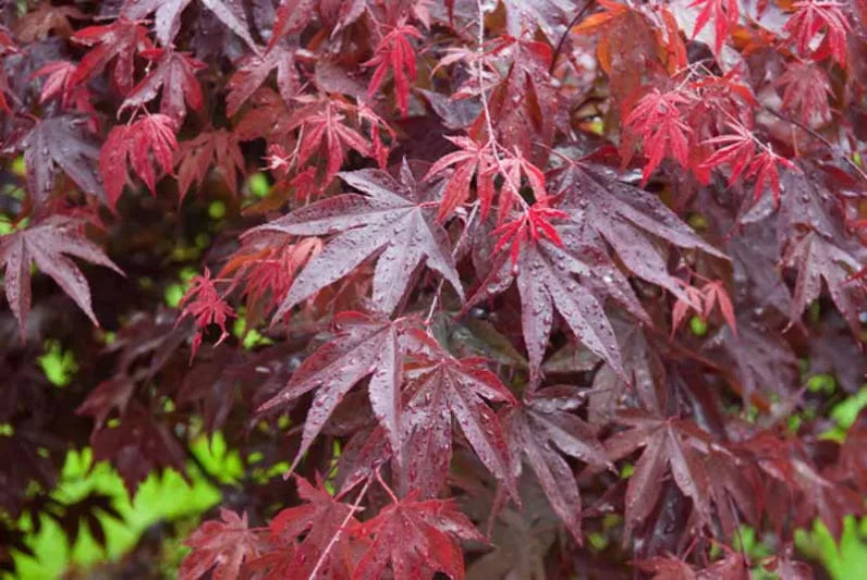 Acer Palmatum 'Bloodgood' (upright)