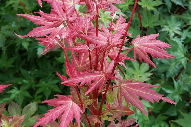 Acer Palmatum 'Nana Segawa' (upright)