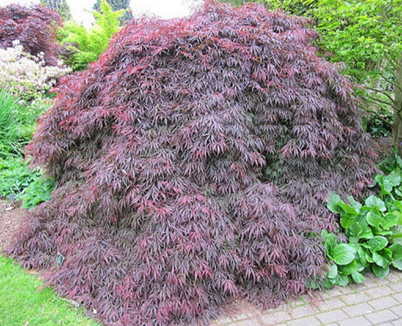Acer Palmatum Dissectum ‘Brocade’ (Brocade Japanese Maple)