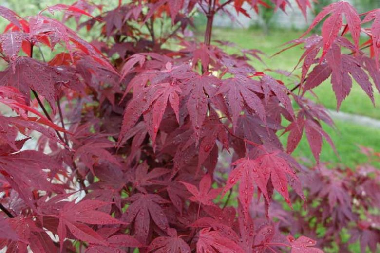 Acer palmatum – Japanese Maple