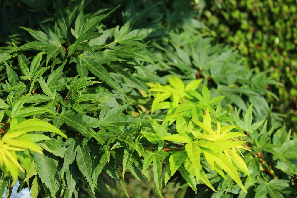 Acer Palmatum 'Mikawa Yatsubusa' (upright)