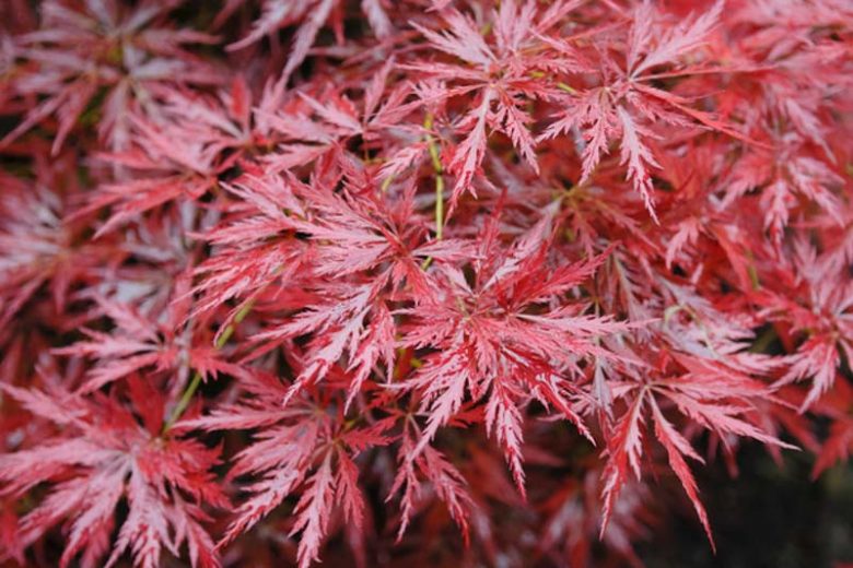 Acer palmatum 'Orangeola' (weeping)