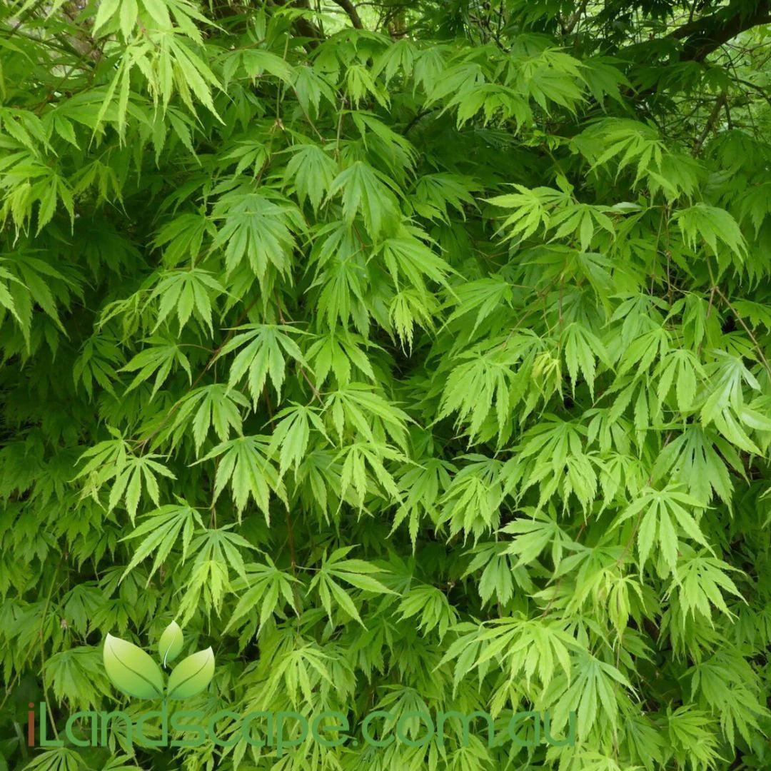 Acer Palmatum 'Polymorphum' (upright)