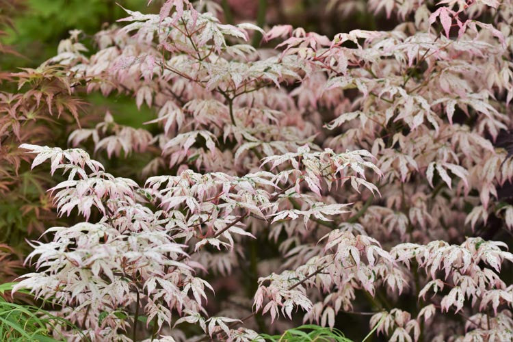 Acer Palmatum 'Ukigumo'
