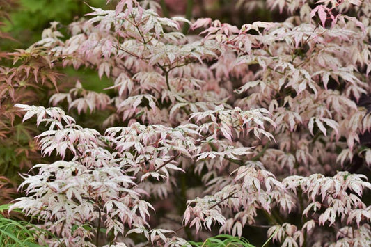 Acer Palmatum 'Ukigumo'