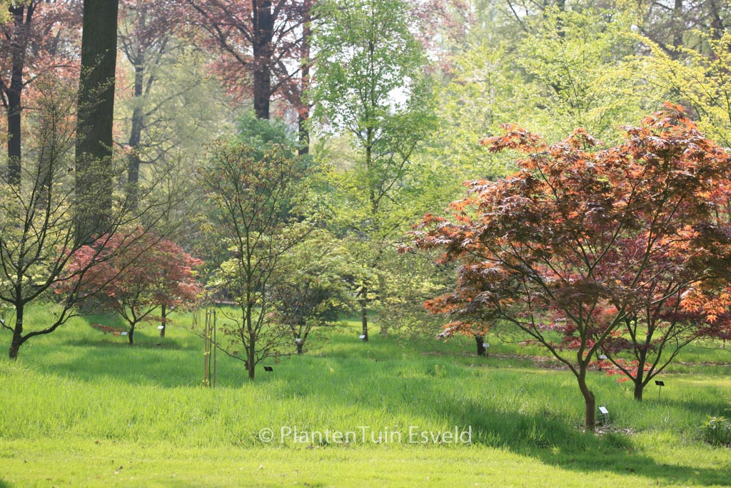 Acer palmatum 'Yugure' (upright)