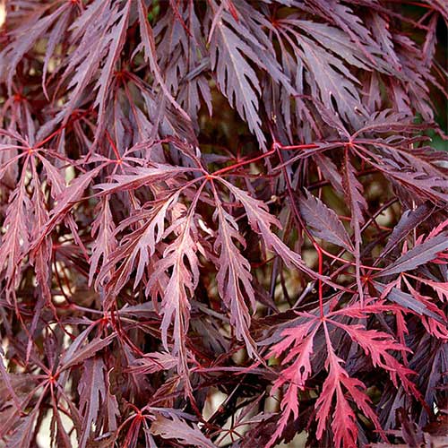 Acer Palmatum Dissectum 'Garnet' (weeping)