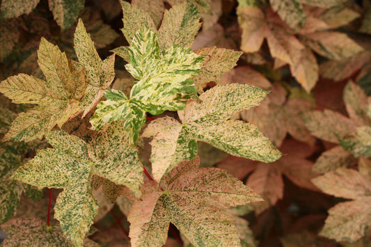 Acer Pseudoplatanus 'Esk Sunset'