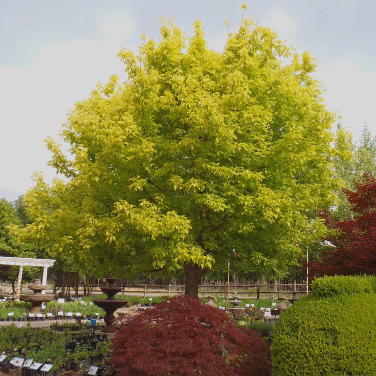 Acer Negundo 'Kelly's Gold' (Kelly's Gold Box Elder)