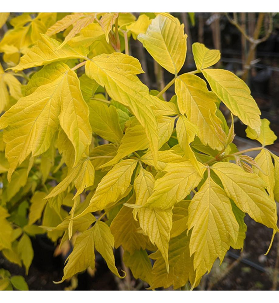 Acer Negundo 'Kelly's Gold' (Kelly's Gold Box Elder)