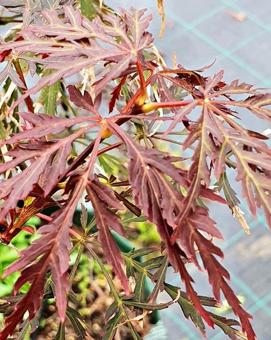 Acer palmatum var. dissectum 'Crimsonwave' (Crimsonwave Weeping Japanese Maple)