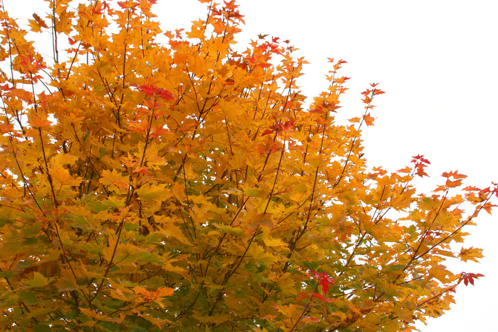 Acer Palmatum 'Bonfire' tree in autumn, with its deep red-purple leaves intensifying, adding striking colour to the landscape.