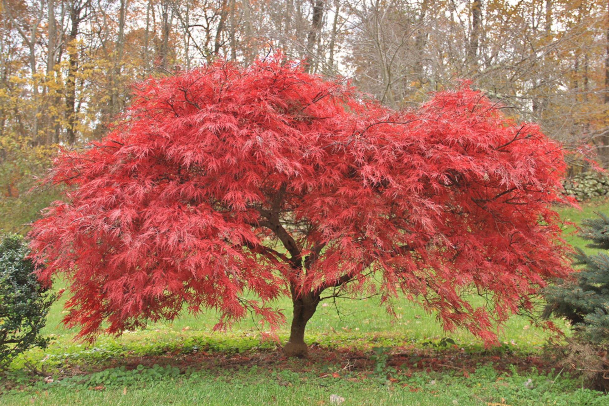 Acer Palmatum 'Bonfire' planted in a garden, displaying its stunning red-purple foliage, creating a bold focal point.