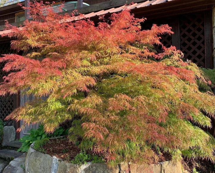 Acer Palmatum Dissectum ‘Chantilly Lace’ Standard (Chantilly Lace Standard Weeping Japanese Maple)
