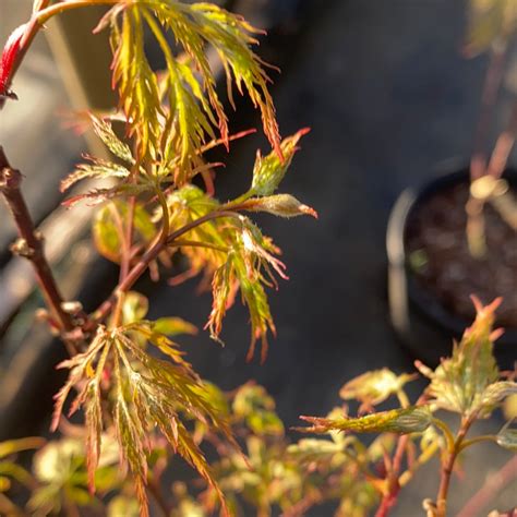 Acer Palmatum Dissectum ‘Chantilly Lace’ Standard (Chantilly Lace Standard Weeping Japanese Maple)