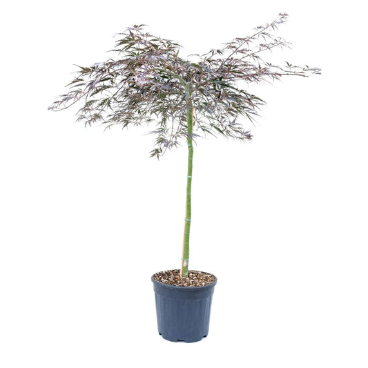 Acer Palmatum Dissectum ‘Chantilly Lace’ Standard (Chantilly Lace Standard Weeping Japanese Maple)