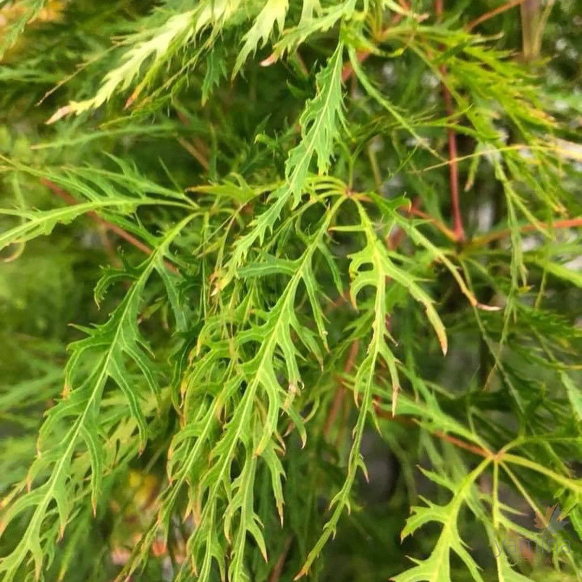 Acer Palmatum Dissectum ‘Ellen’ Standard (Ellen Standard Weeping Japanese Maple)