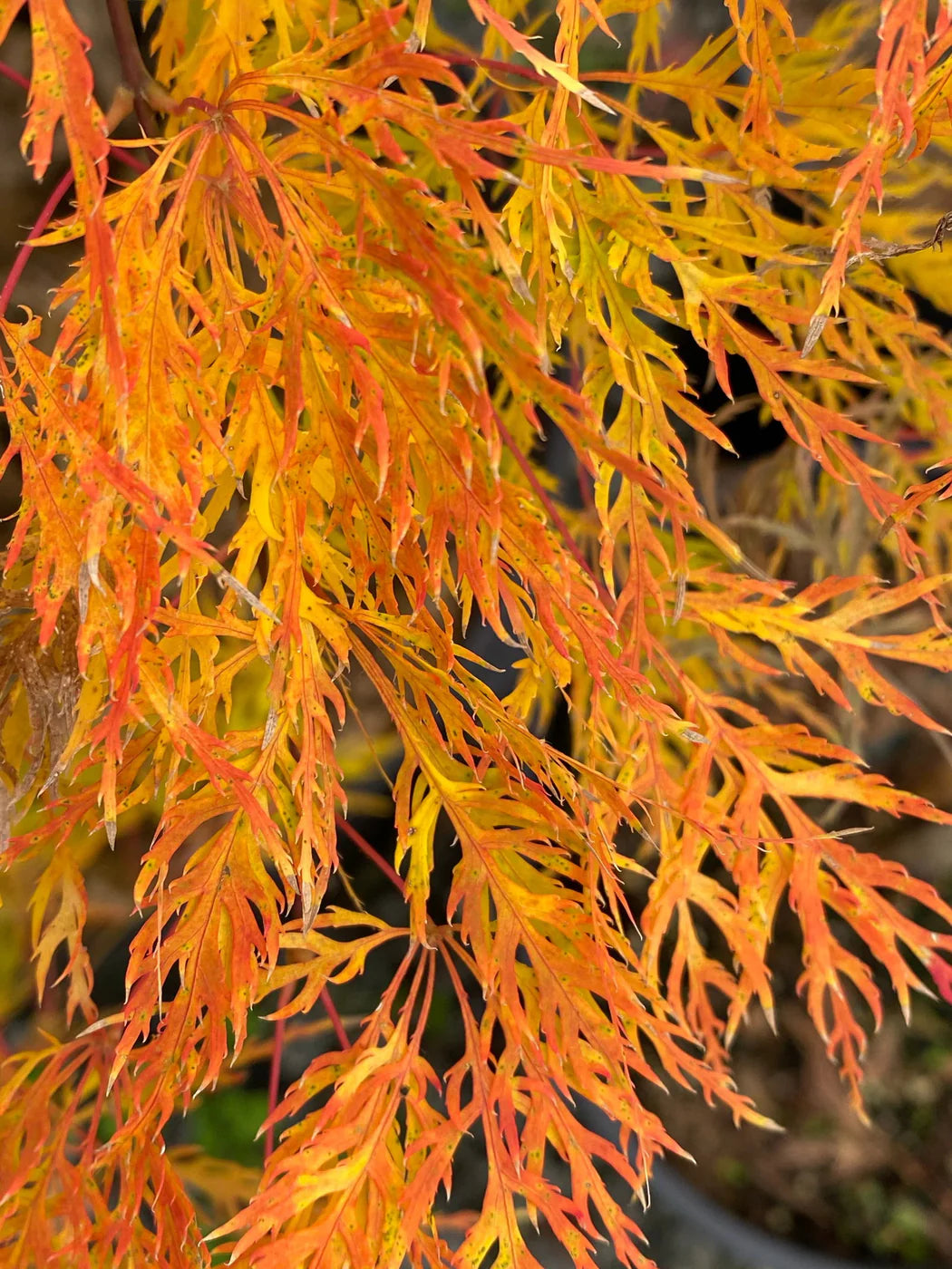 Acer Palmatum Dissectum ‘Ellen’ Standard (Ellen Standard Weeping Japanese Maple)