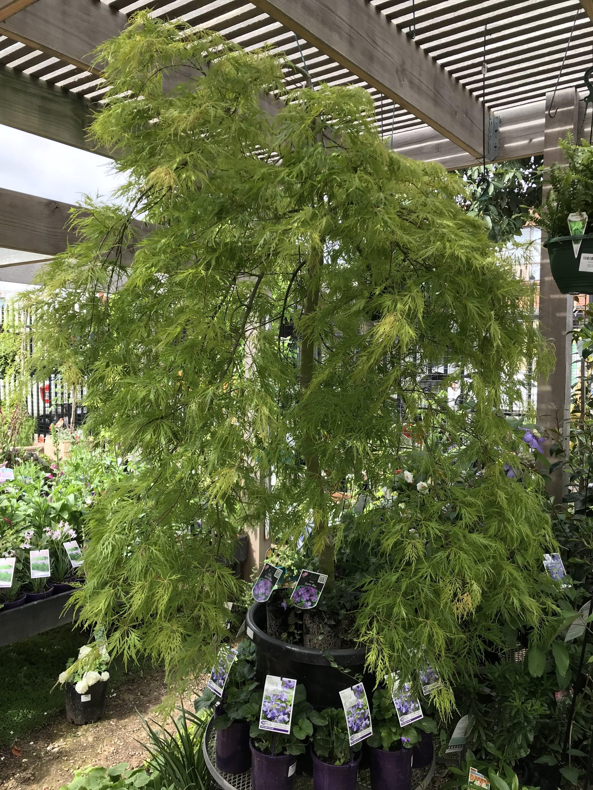 Acer Palmatum Dissectum ‘Ellen’ Standard (Ellen Standard Weeping Japanese Maple)