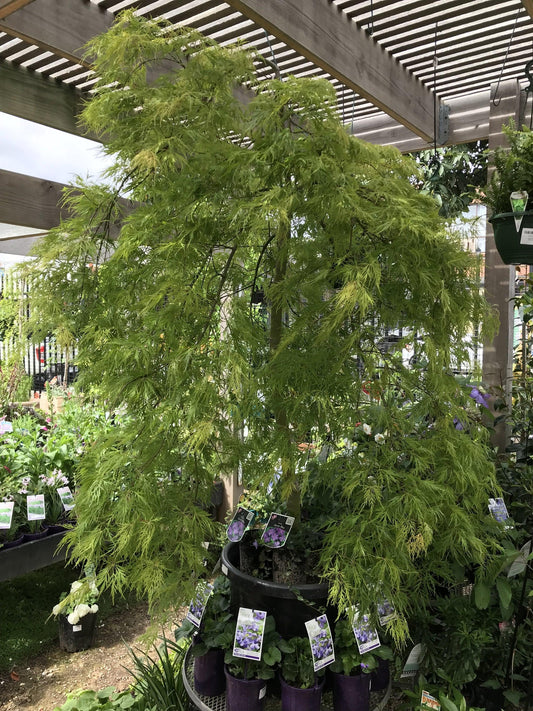 Acer Palmatum Dissectum ‘Ellen’ Standard (Ellen Standard Weeping Japanese Maple)