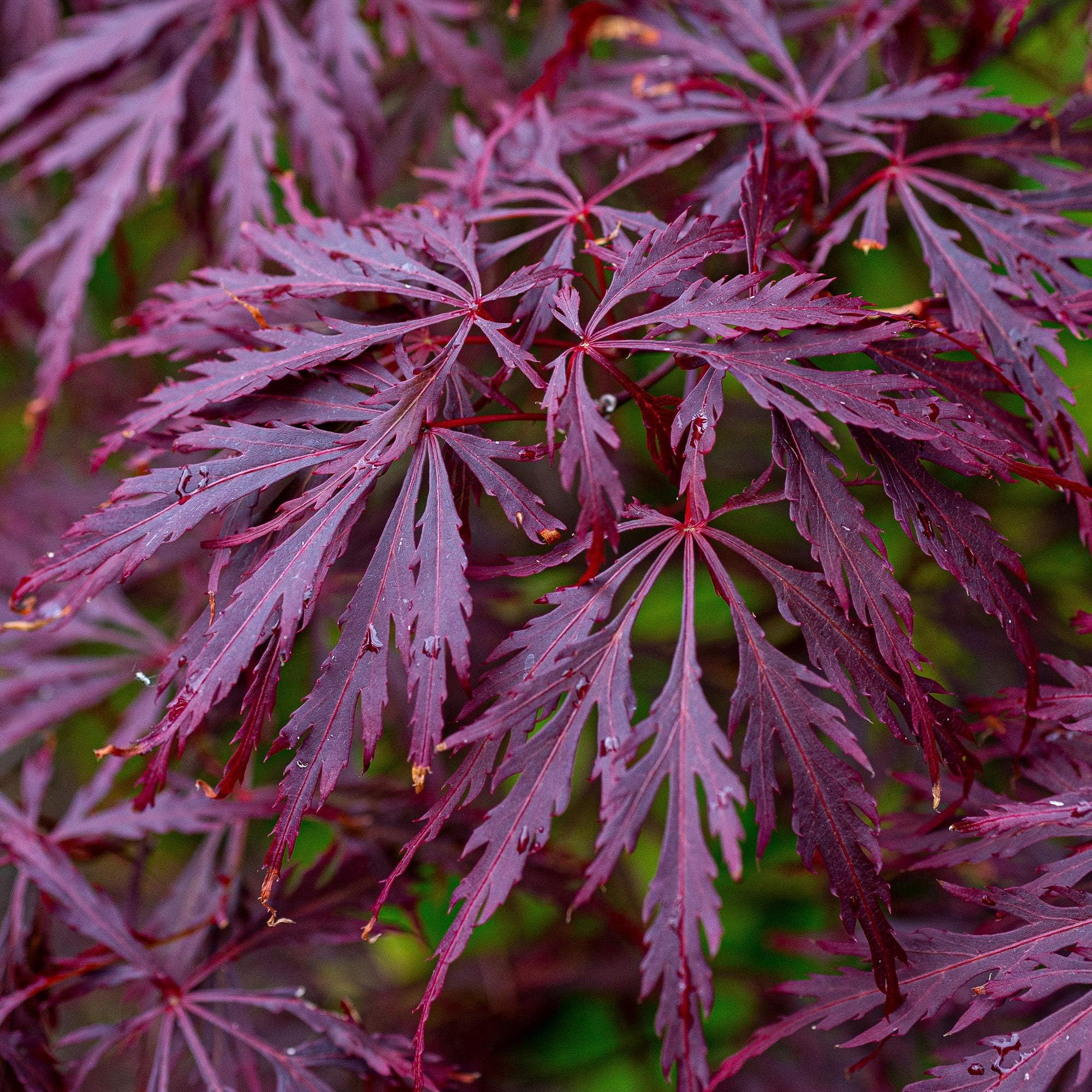 Acer Palmatum Dissectum ‘Garnet’ Standard (Garnet Standard Weeping Japanese Maple)