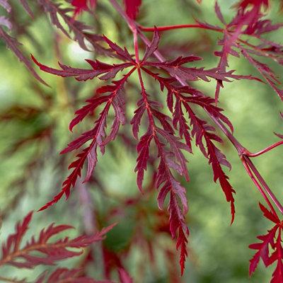 Acer Palmatum Dissectum ‘Garnet’ Standard (Garnet Standard Weeping Japanese Maple)