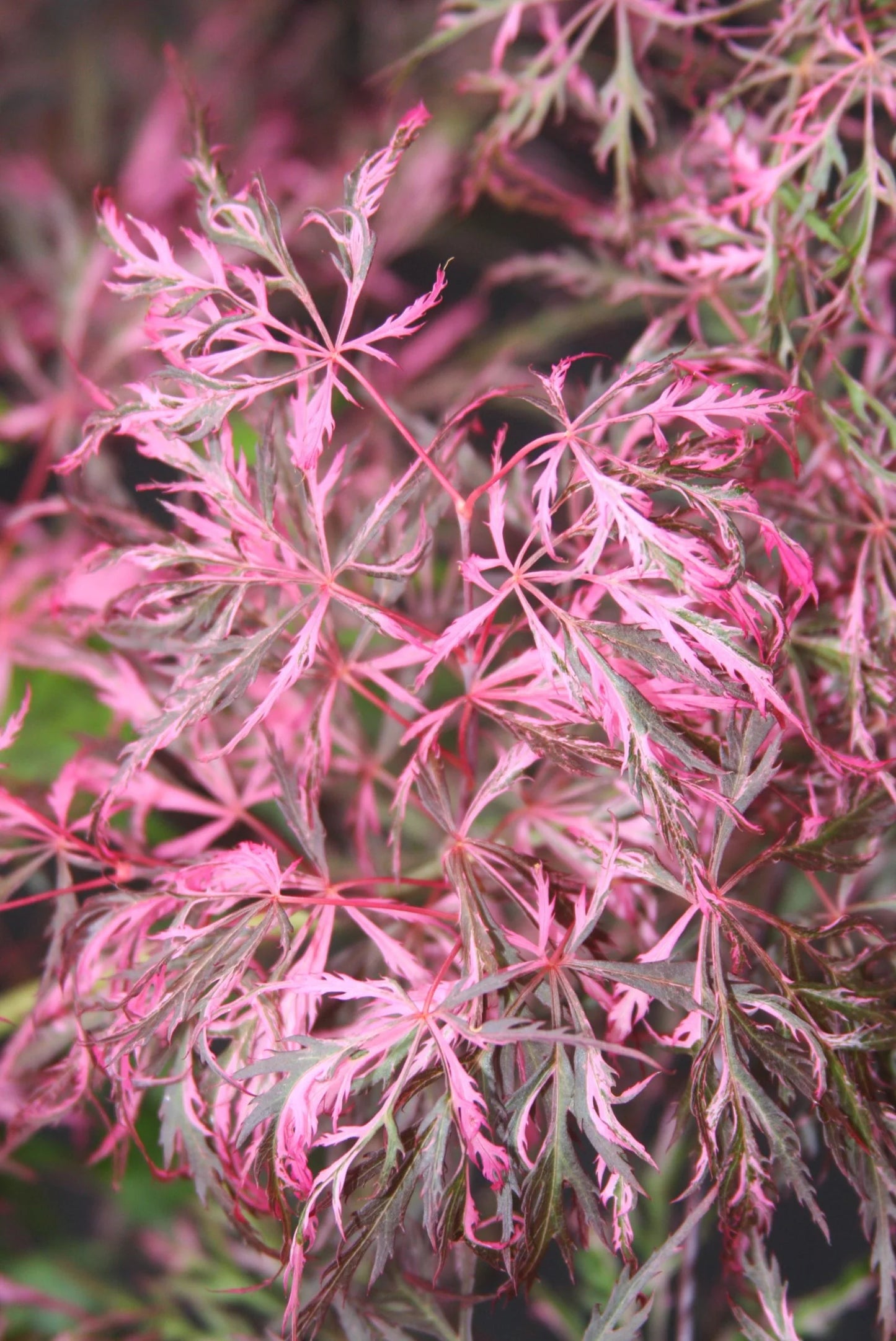 Acer Palmatum Dissectum ‘Hana Matoi’ Standard (Hana Matoi Standard Weeping Japanese Maple)