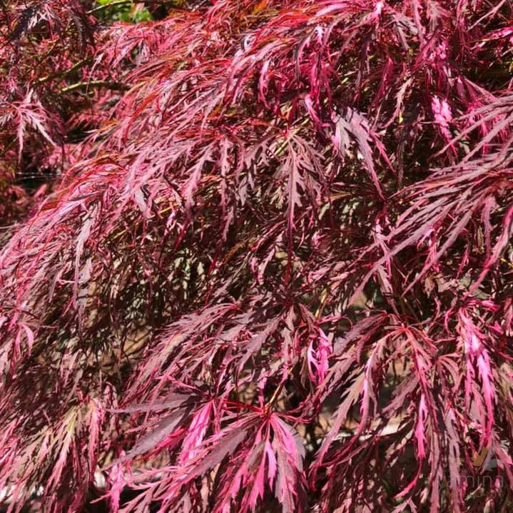 Acer Palmatum Dissectum ‘Hana Matoi’ Standard (Hana Matoi Standard Weeping Japanese Maple)