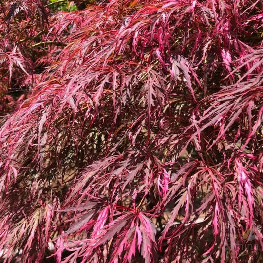 Acer Palmatum Dissectum ‘Hana Matoi’ Standard (Hana Matoi Standard Weeping Japanese Maple)