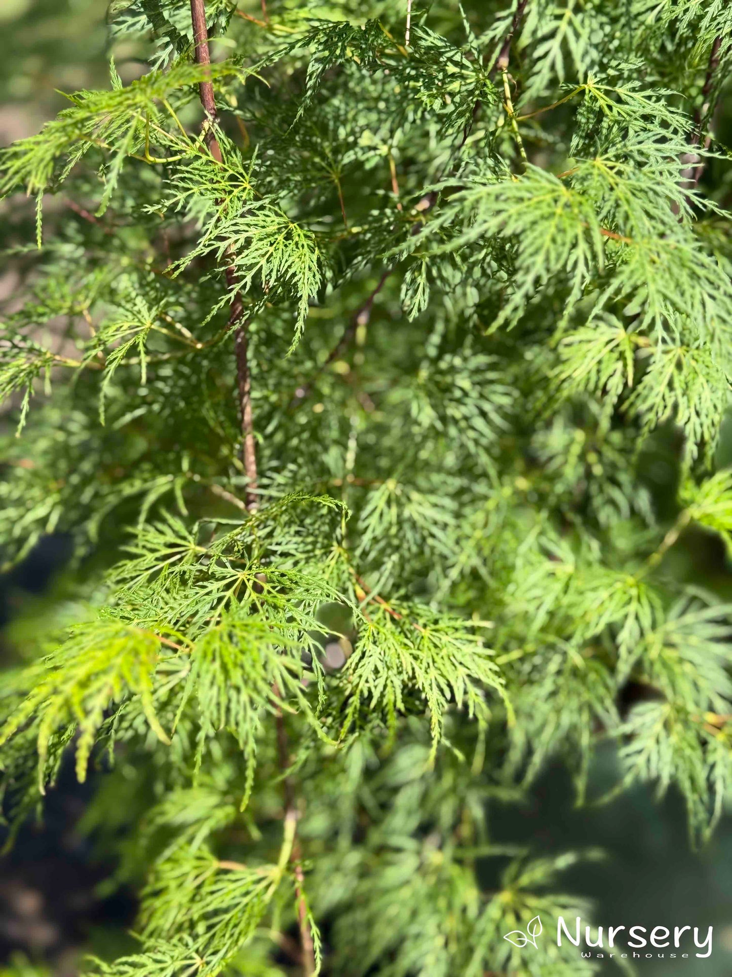 Detailed view of the finely cut leaves of Acer Palmatum Dissectum 'Inaba Shidare', showcasing its delicate texture and cascading form.