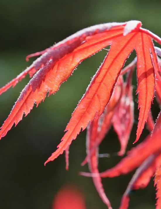 Detailed view of the finely cut leaves of Acer Palmatum Dissectum 'Inaba Shidare', showcasing its delicate texture and cascading form.