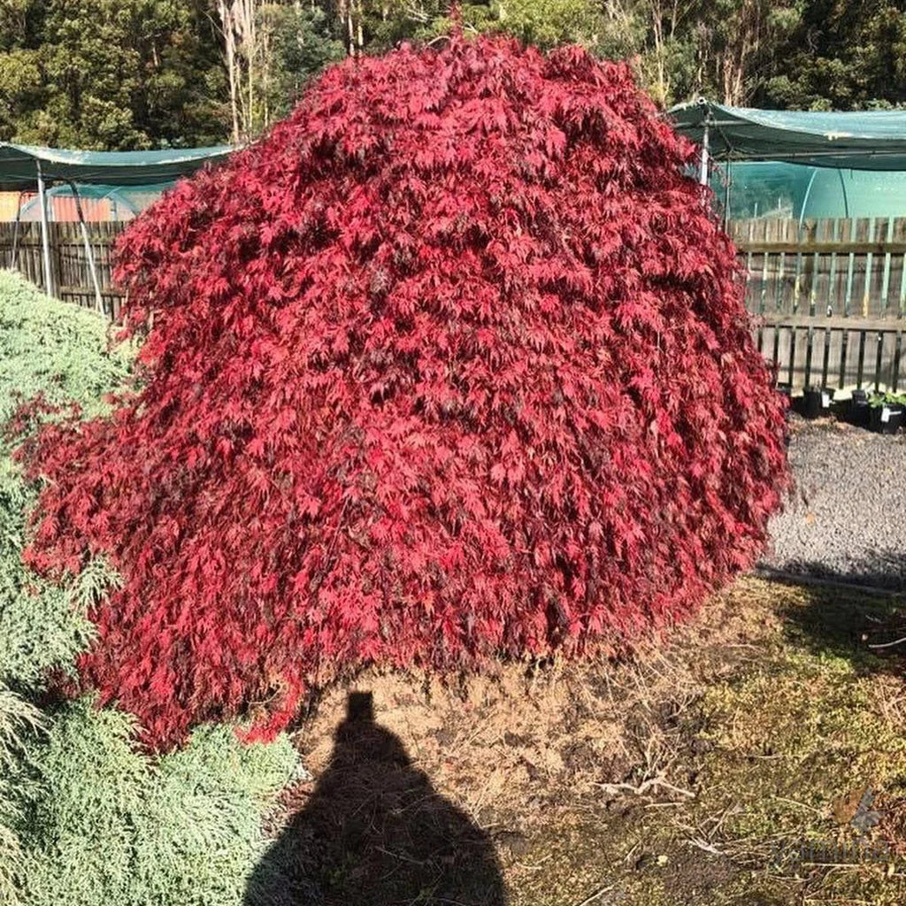 Acer Palmatum Dissectum ‘Orangeola’ Standard (Orangeola Standard Weeping Japanese Maple)