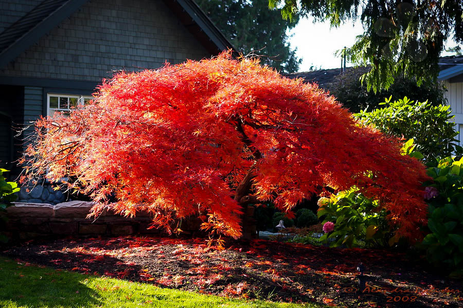 Acer Palmatum Dissectum ‘Orangeola’ Standard (Orangeola Standard Weeping Japanese Maple)