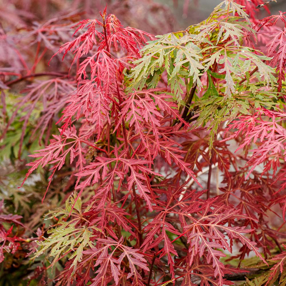 Acer Palmatum Dissectum ‘Orangeola’ Standard (Orangeola Standard Weeping Japanese Maple)