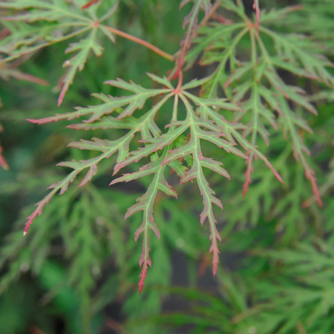 Acer Palmatum Dissectum ‘Orangeola’ Standard (Orangeola Standard Weeping Japanese Maple)