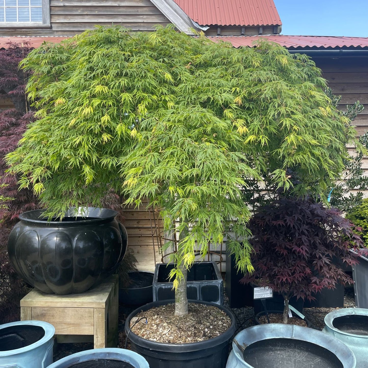 Acer Palmatum Dissectum ‘Viridis’ Standards (Green Weeping Japanese Maple)
