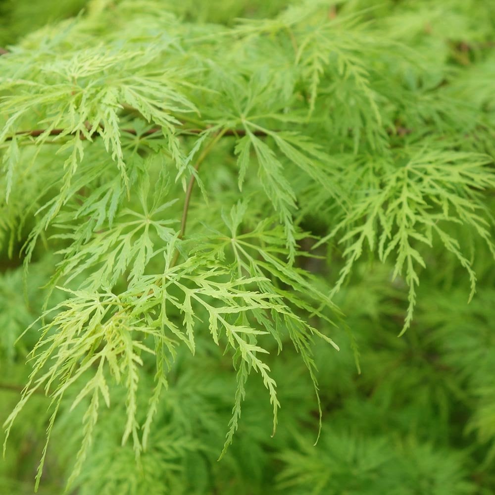 Acer Palmatum Dissectum ‘Viridis’ Standards (Green Weeping Japanese Maple)