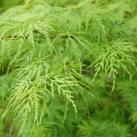 Acer Palmatum Dissectum ‘Viridis’ Standards (Green Weeping Japanese Maple)