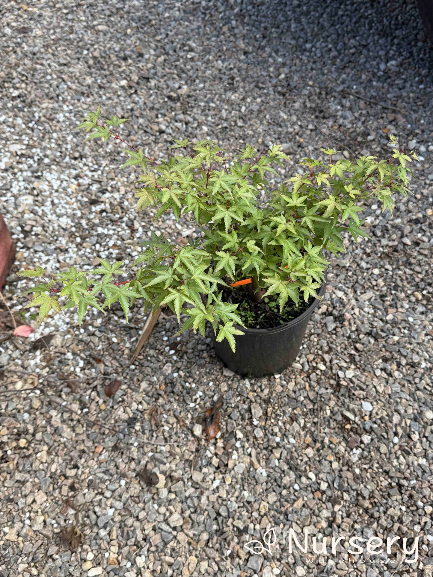 Acer Palmatum 'Aratama' (upright)