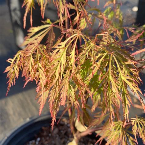 Acer Palmatum ‘Chantilly Lace’ Standards (Chantilly Lace Japanese Maple Standards)