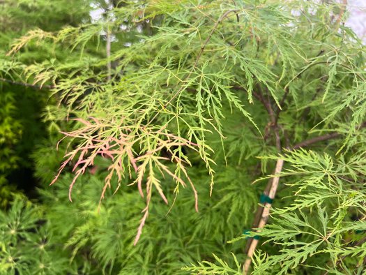 Acer Palmatum ‘Chantilly Lace’ Standards (Chantilly Lace Japanese Maple Standards)