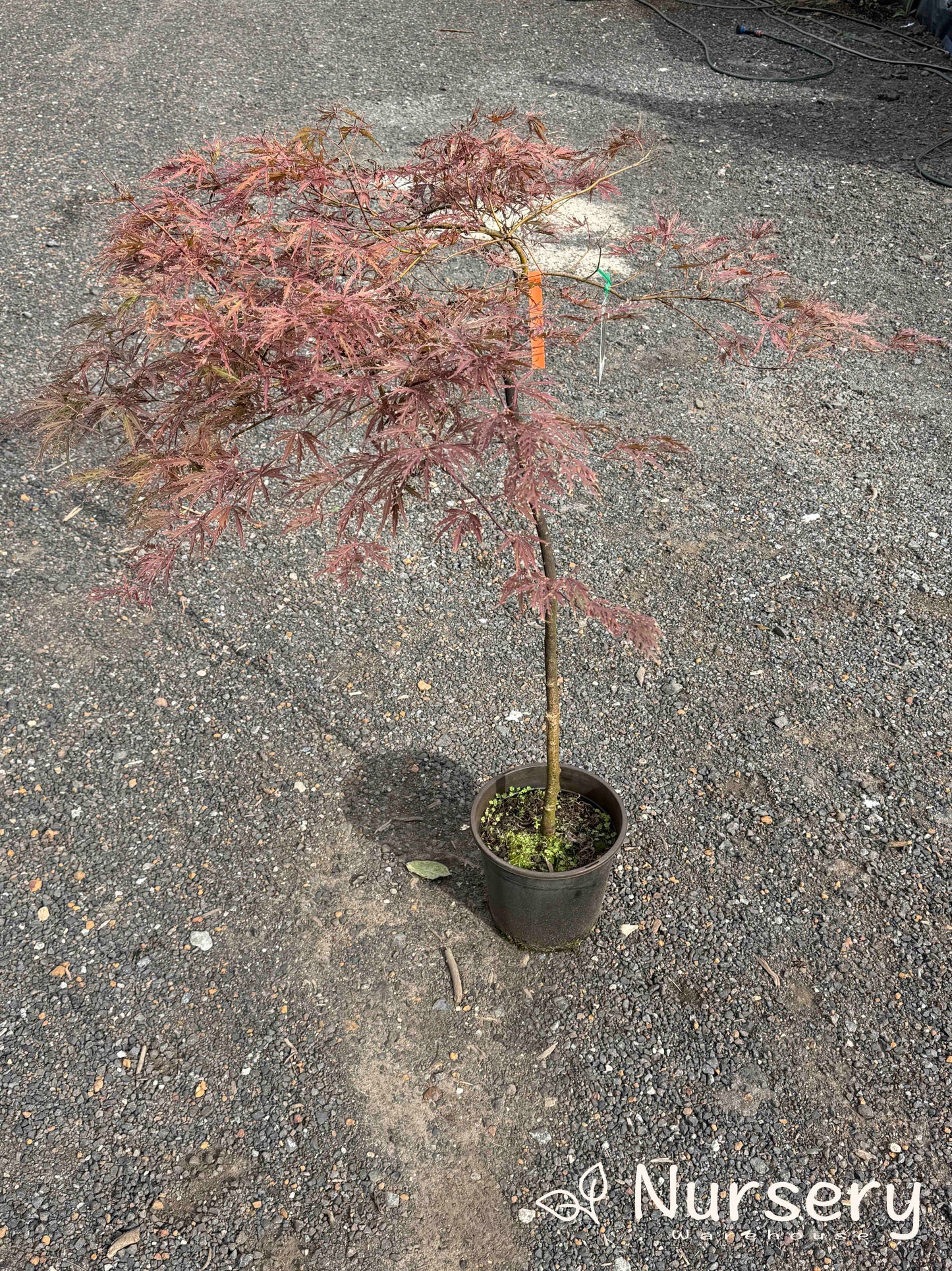Acer Palmatum ‘ Dissectum Atropurpureum’ (weeping)