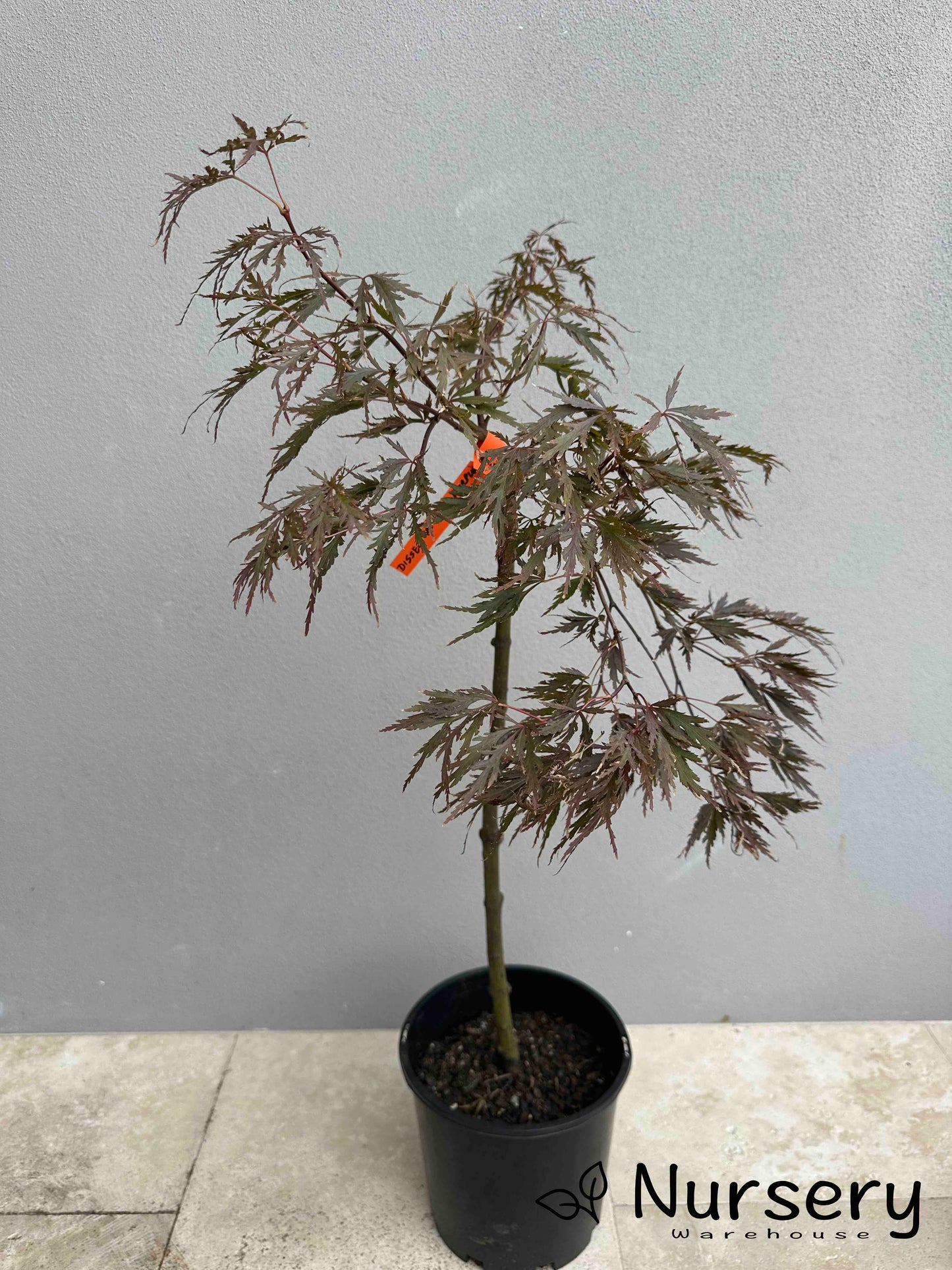Acer Palmatum ‘ Dissectum Atropurpureum’ (weeping)