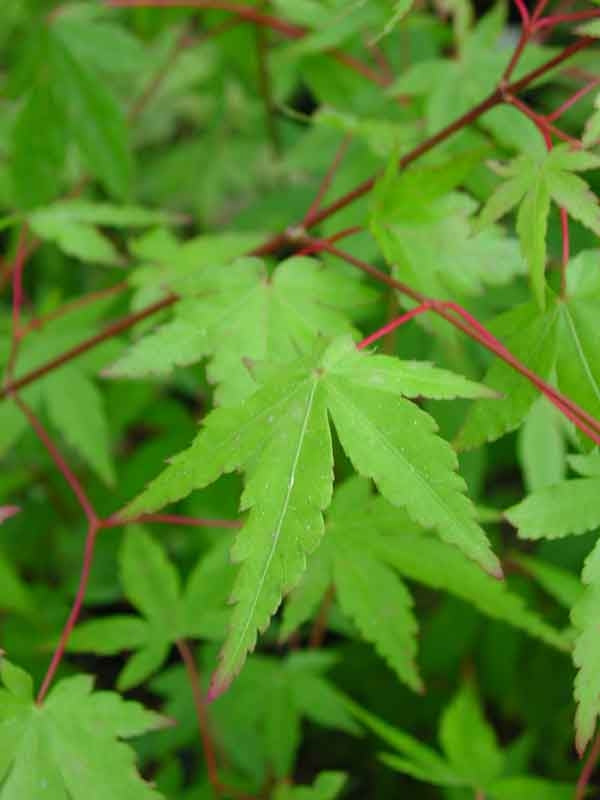 Acer Palmatum (Japanese Maple) – Elegant Ornamental Tree with Stunning ...